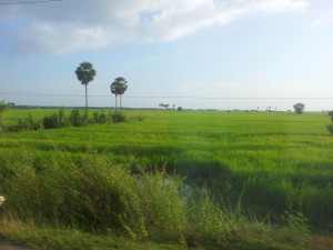 Kurz hinter der Grenze strahlen die ersten Reisfelder in der Mittagsonne. Zweiter Eindruck: Nice.